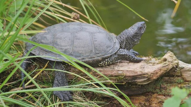 europ&auml;ische sumpfschildkr&ouml;te sitzt am ufer in der sonne: ganzes tier, kopf, kamerafahrten, mehrere szenen, 50 fps, emys orbicularis
