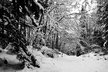 Winter landscape under snow and fog in the Vercors in France