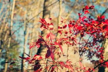 Brilliant red black gum leaves in a  forest in the Fall