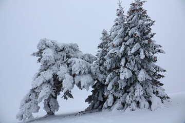 Winter landscape under snow and fog in the Vercors in France