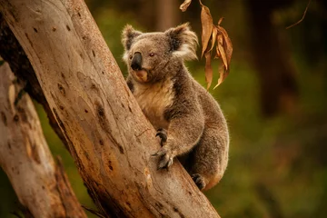 Foto auf Alu-Dibond koala © Harry