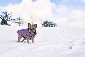 French Bulldog dog wearing warm winter coat in snow landscape