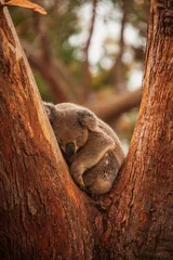 Foto op Aluminium koala © Harry