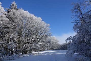 Winter landscape under snow and fog in the Vercors in France
