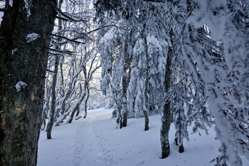 Winter landscape under snow and fog in the Vercors in France
