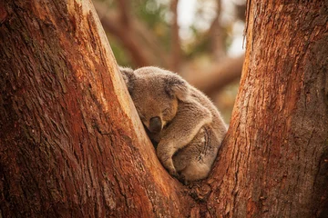 Poster Im Rahmen koala © Harry