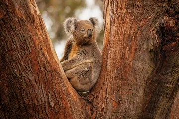 Keuken foto achterwand koala © Harry