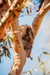 koala