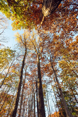wide-angle view of the sky and forest tree tops in autumn 