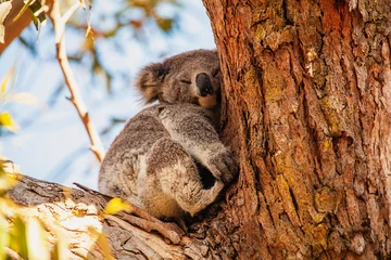 Zelfklevend Fotobehang koala © Harry