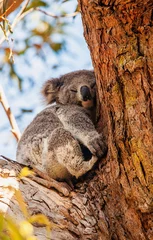 Foto auf Acrylglas koala © Harry