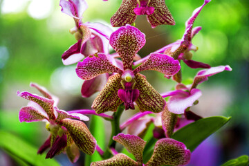 purple orchid flower