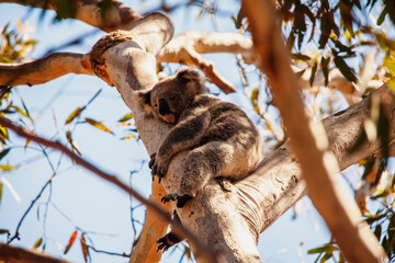 koala