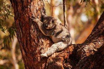 Fotobehang koala © Harry