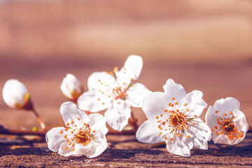 Fototapeta na wymiar white flowers of fruit tree on the table close up