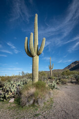 Saguaro Desert