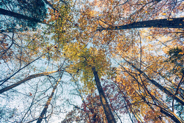 wide-angle view of the sky and forest tree tops in autumn 