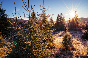 Funny cute Christmas tree sprinkled with white snow on a sunny meadow in the Carpathian mountains