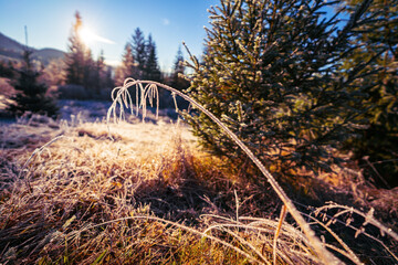Small grass covered with frost from frost against the backdrop of the bright sun and evergreen trees