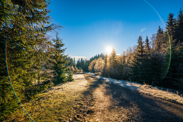 Fototapeta premium Funny cute Christmas tree sprinkled with white snow on a sunny meadow in the Carpathian mountains
