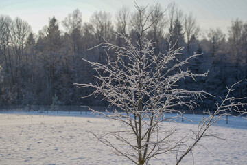 trees in winter