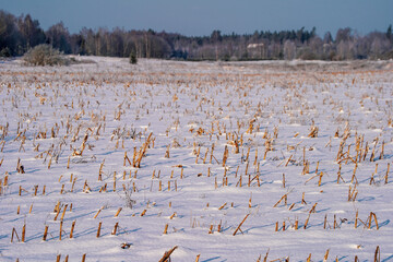 reeds in the snow