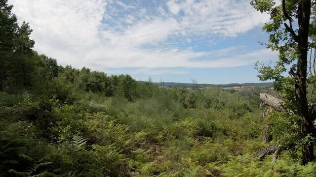 Helechos y &aacute;rboles en el claro de un bosque con monta&ntilde;as de fondo