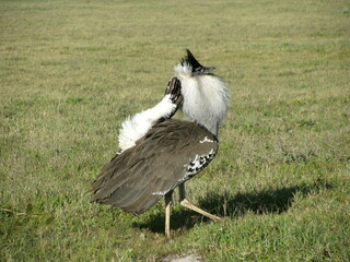 bird Ngorongoro Conservation Area in Tanzania