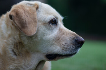 portrait of golden retriever dog