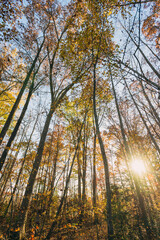 wide-angle view of the sky and forest tree tops in autumn 