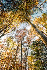 wide-angle view of the sky and forest tree tops in autumn 