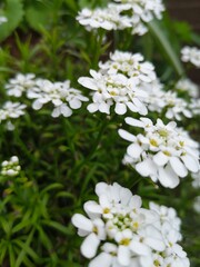 Fototapeta premium Schleifenblume