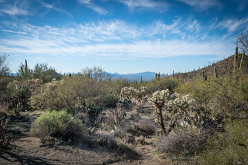 Saguaro Desert