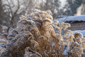 grass in the winter