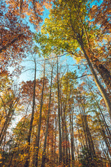 wide-angle view of the sky and forest tree tops in autumn 