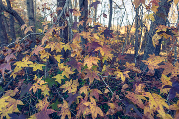 Colorful autumn sweet gum leaves in the woods