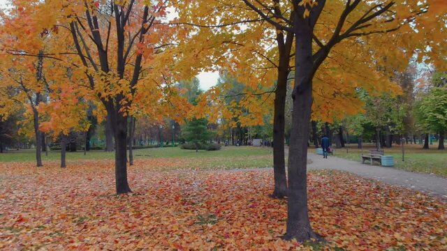 The beauty of an autumn park in St. Petersburg.