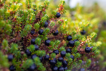 Ripe ripe berries of crowberry close-up. Natural background of forest wild uncultivated black empetrum nigrum in Karelia