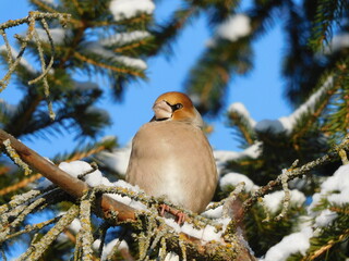 
Winter photo: Coccothraustes hanging on spruce branches.