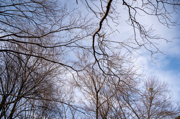 branches against blue sky