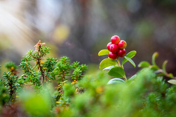 Bush of growing red ripe lingonberry berries on sunlight in summer forest. Plant of northern...