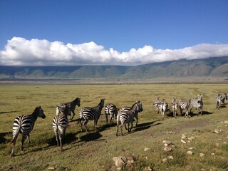 Zebra Ngorongoro Conservation Area in Tanzania