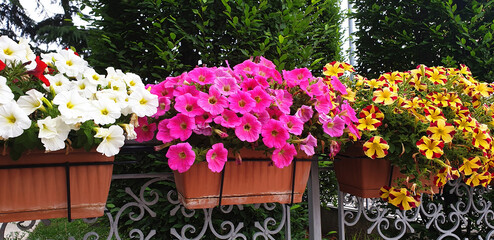 Colorful petunia or begonia flowers blooming in a row in pots.