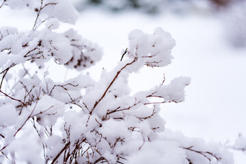 Sprigs of bushes covered with snow. Fresh white fluff covers the plants in the garden. Snow on the bushes. Winter in the garden.