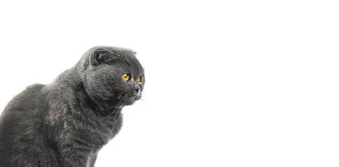 Perfect cat studio portrait, white isolated background banner with scottish fold breed, copy space
