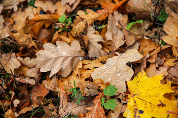 autumn leaves on the ground