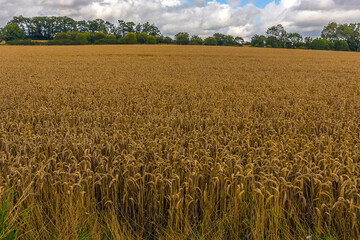 A field of ripe wheat beside the Grand Union Canal near Wistow, UK in summertime