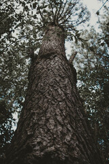 Fototapeta premium tree in the forest