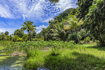 Fototapeta na wymiar Scenic Tropical landscapes on the island of Tahiti, French Polynesia. Pacific Ocean.