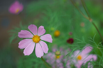 cosmos flower in the garden
